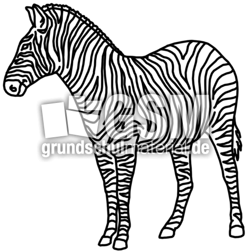 zebra.jpg